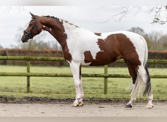 KWPN, Stute, 7 Jahre, 167 cm, Schecke