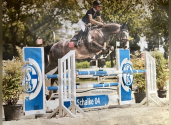 KWPN, Stute, 7 Jahre, 167 cm, Schimmel