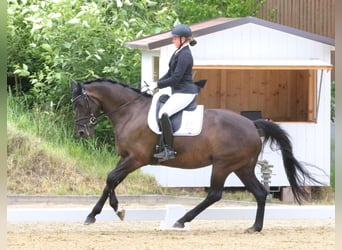 KWPN, Stute, 7 Jahre, 167 cm, Schwarzbrauner