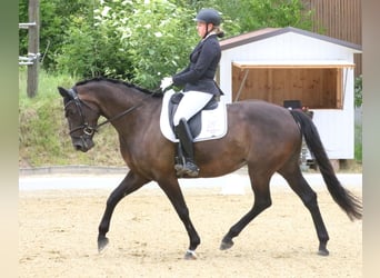 KWPN, Stute, 7 Jahre, 167 cm, Schwarzbrauner