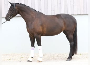 KWPN, Stute, 7 Jahre, 167 cm, Schwarzbrauner