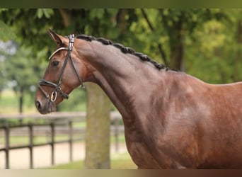 KWPN, Stute, 7 Jahre, 168 cm, Brauner