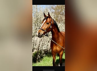 KWPN, Stute, 7 Jahre, 168 cm, Brauner