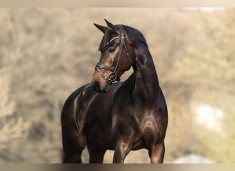 KWPN, Stute, 7 Jahre, 168 cm, Dunkelbrauner