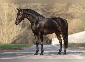 KWPN, Stute, 7 Jahre, 168 cm, Dunkelbrauner