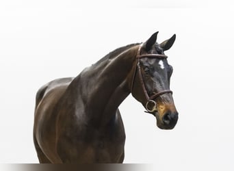 KWPN, Stute, 7 Jahre, 168 cm, Dunkelbrauner