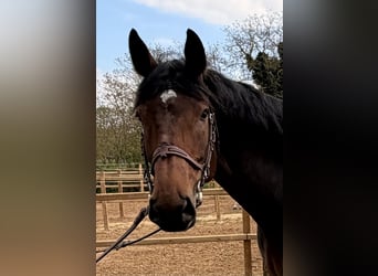 KWPN, Stute, 7 Jahre, 168 cm, Dunkelbrauner