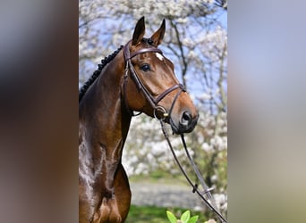 KWPN, Stute, 7 Jahre, 168 cm, Dunkelbrauner