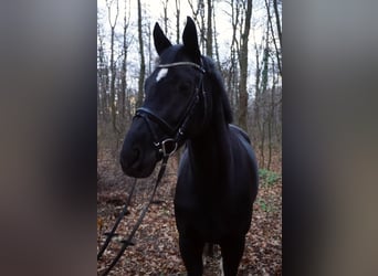 KWPN, Stute, 7 Jahre, 168 cm, Rappe