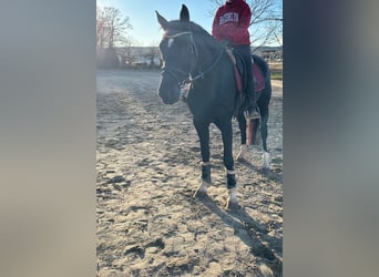 KWPN, Stute, 7 Jahre, 168 cm, Rappe