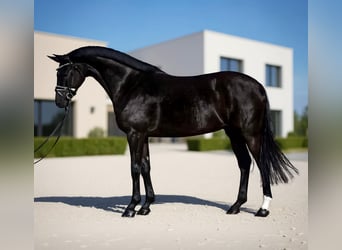 KWPN, Stute, 7 Jahre, 168 cm, Rappe