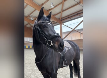 KWPN, Stute, 7 Jahre, 168 cm, Schwarzbrauner