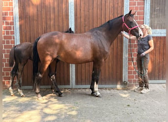 KWPN, Stute, 7 Jahre, 169 cm, Dunkelbrauner