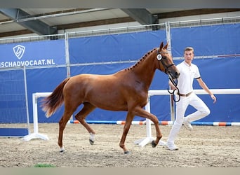 KWPN, Stute, 7 Jahre, 169 cm, Fuchs