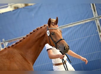 KWPN, Stute, 7 Jahre, 169 cm, Fuchs