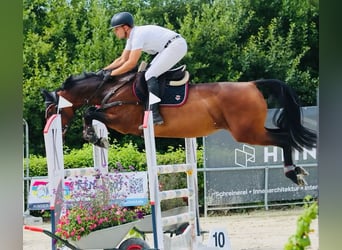 KWPN, Stute, 7 Jahre, 170 cm, Brauner