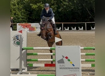 KWPN, Stute, 7 Jahre, 170 cm, Brauner