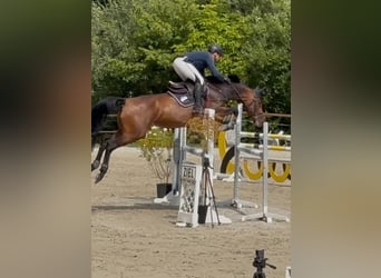 KWPN, Stute, 7 Jahre, 170 cm, Brauner