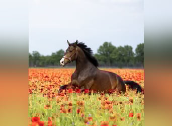 KWPN, Stute, 7 Jahre, 170 cm, Dunkelbrauner