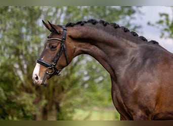 KWPN, Stute, 7 Jahre, 170 cm, Dunkelbrauner