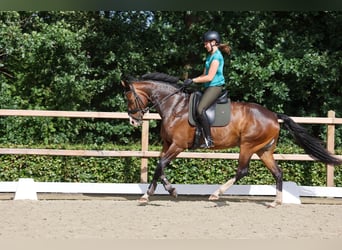 KWPN, Stute, 7 Jahre, 170 cm, Dunkelbrauner