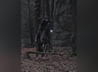 KWPN, Stute, 7 Jahre, 170 cm, Dunkelbrauner