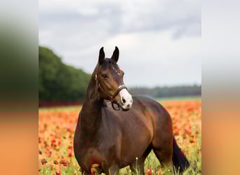KWPN, Stute, 7 Jahre, 170 cm, Dunkelbrauner