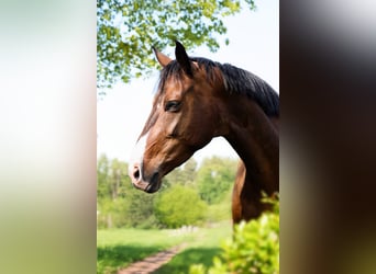 KWPN, Stute, 7 Jahre, 170 cm, Dunkelbrauner