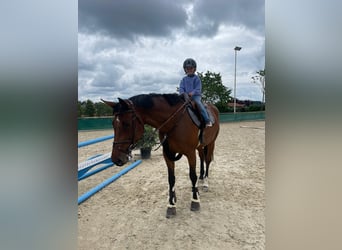 KWPN, Stute, 7 Jahre, 170 cm, Dunkelbrauner