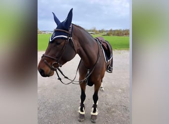 KWPN, Stute, 7 Jahre, 170 cm, Dunkelbrauner