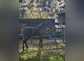 KWPN, Stute, 7 Jahre, 170 cm, Dunkelbrauner