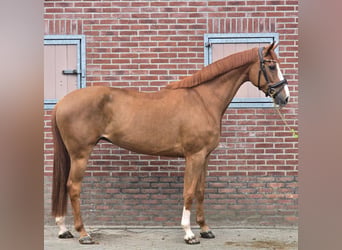 KWPN, Stute, 7 Jahre, 170 cm, Fuchs
