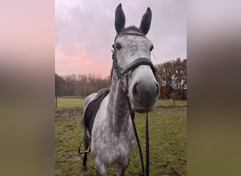 KWPN, Stute, 7 Jahre, 170 cm, Schimmel