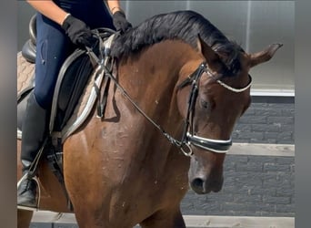 KWPN, Stute, 7 Jahre, 171 cm, Brauner