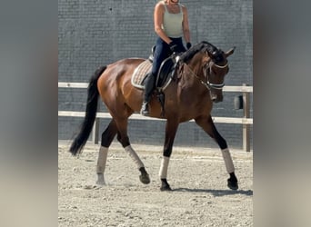 KWPN, Stute, 7 Jahre, 171 cm, Brauner