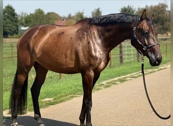 KWPN, Stute, 7 Jahre, 171 cm, Brauner