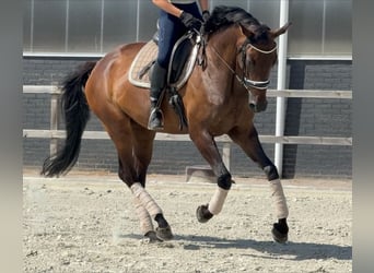 KWPN, Stute, 7 Jahre, 171 cm, Brauner