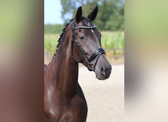 KWPN, Stute, 7 Jahre, 171 cm, Rappe