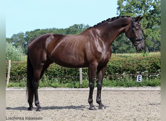 KWPN, Stute, 7 Jahre, 171 cm, Rappe