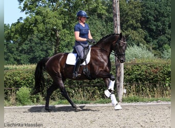 KWPN, Stute, 7 Jahre, 171 cm, Rappe