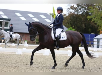 KWPN, Stute, 7 Jahre, 171 cm, Rappe
