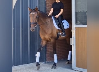 KWPN, Stute, 7 Jahre, 172 cm, Brauner