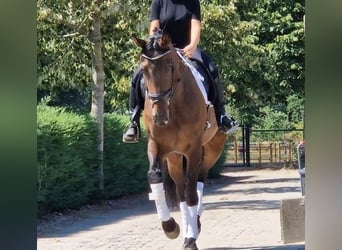 KWPN, Stute, 7 Jahre, 172 cm, Brauner