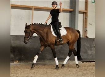 KWPN, Stute, 7 Jahre, 172 cm, Brauner