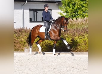 KWPN, Stute, 7 Jahre, 172 cm, Brauner