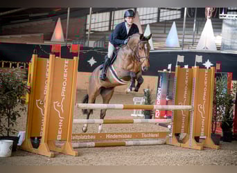 KWPN, Stute, 7 Jahre, 172 cm, Brauner