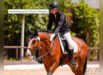 KWPN, Stute, 7 Jahre, 172 cm