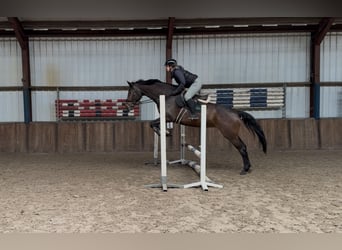KWPN, Stute, 7 Jahre, 172 cm, Dunkelbrauner