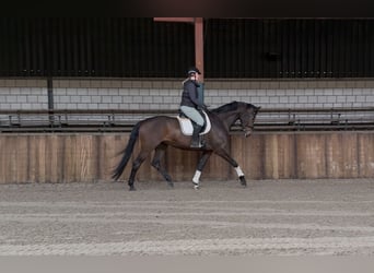 KWPN, Stute, 7 Jahre, 172 cm, Dunkelbrauner