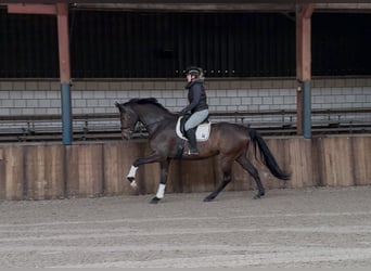 KWPN, Stute, 7 Jahre, 172 cm, Dunkelbrauner
